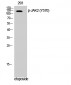 JAK2 (phospho Tyr570) Polyclonal Antibody