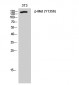 Met (phospho Tyr1356) Polyclonal Antibody