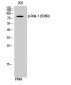 Rsk-1 (phospho Ser380) Polyclonal Antibody