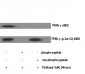 PPAR-γ (phospho Ser112) Polyclonal Antibody