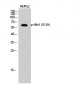 Akt1 (phospho Ser129) Polyclonal Antibody