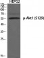 Akt1 (phospho Ser129) Polyclonal Antibody