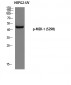 MEK-1 (phospho Ser298) Polyclonal Antibody