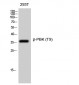 PBK (phospho Thr9) Polyclonal Antibody