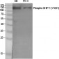 SHIP-1 (phospho Tyr1021) Polyclonal Antibody