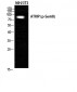 ATRIP (phospho Ser68) Polyclonal Antibody