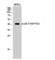 p38 (phospho Thr180/Y182) Polyclonal Antibody