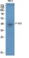 p38 (phospho Thr180/Y182) Polyclonal Antibody