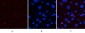p38 (phospho Thr180/Y182) Polyclonal Antibody