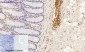 p38 (phospho Thr180/Y182) Polyclonal Antibody