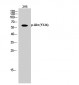 Akt (phospho Tyr326) Polyclonal Antibody