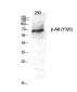 Akt (phospho Tyr326) Polyclonal Antibody