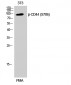 CD44 (phospho Ser706) Polyclonal Antibody