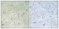 MCM4 (phospho Ser54) Polyclonal Antibody