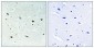 ERK 8 (phospho Thr175/Y177) Polyclonal Antibody