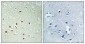 ERK 8 (phospho Thr175/Y177) Polyclonal Antibody