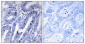 PKA IIβ reg (phospho Ser113) Polyclonal Antibody