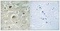 Smad3 (phospho Ser204) Polyclonal Antibody