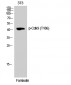 Cdk9 (phospho Thr186) Polyclonal Antibody