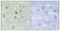 HBP1 (phospho Ser402) Polyclonal Antibody