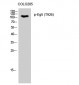 Eg5 (phospho Thr926) Polyclonal Antibody
