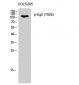 Eg5 (phospho Thr926) Polyclonal Antibody