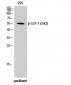 LEF-1 (phospho Ser42) Polyclonal Antibody