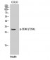 CD40 (phospho Thr254) Polyclonal Antibody