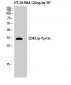 Cdk5 (phospho Tyr15) Polyclonal Antibody