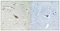 Pdcd-4 (phospho Ser67) Polyclonal Antibody