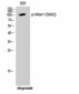 Wee1 (phospho Ser642) Polyclonal Antibody