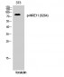 MRE11 (phospho Ser264) Polyclonal Antibody
