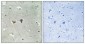 Lfc (phospho Ser885) Polyclonal Antibody