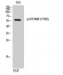 STAM2 (phospho Tyr192) Polyclonal Antibody