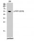 TRF1 (phospho Ser219) Polyclonal Antibody