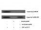 Caspase-8 (phospho Tyr380) Polyclonal Antibody