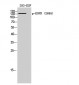 EGFR (phospho Ser695) Polyclonal Antibody