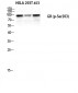 GR (phospho Ser203) Polyclonal Antibody