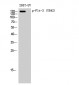 Flt-3 (phospho Tyr842) Polyclonal Antibody