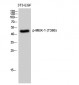 MEK-1 (phospho Thr386) Polyclonal Antibody