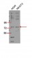 Raf-1 (phospho Ser301) Polyclonal Antibody