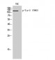 Tie-2 (phospho Tyr992) Polyclonal Antibody