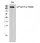 PDGFR-α (phospho Tyr849) Polyclonal Antibody