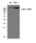 IRS-1 (phospho Tyr896) Polyclonal Antibody