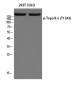 Topo IIα (phospho Thr1343) Polyclonal Antibody