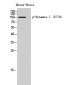 Dynamin I (phospho Ser778) Polyclonal Antibody