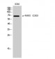 FANCG (phospho Ser383) Polyclonal Antibody