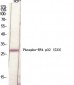 RPA p32 (phospho Ser33) Polyclonal Antibody