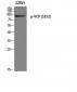 VCP (phospho Ser352) Polyclonal Antibody