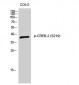 CREB-2 (phospho Ser219) Polyclonal Antibody